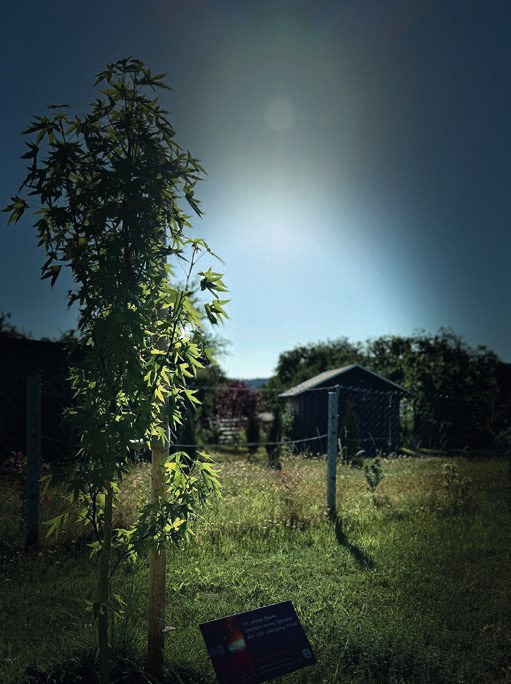Ein junger Amberbaum mit Stützpfählen auf einer Wiese im Gegenlicht, dahinter ein Holzhäuschen.